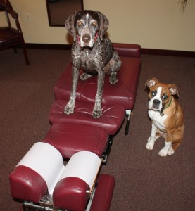 dog adjustment
